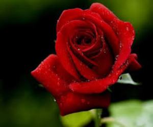 rosa